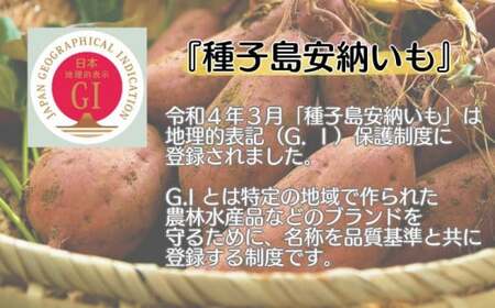 R8年産 種子島 中園ファーム 安納いも ( 生芋 ) M サイズ 10kg　NFN058【500pt】 