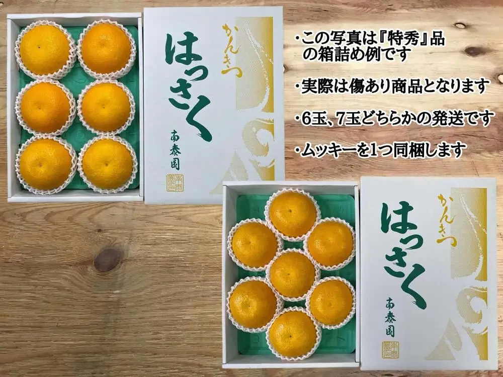 手詰め 有田 はっさく 大玉 3L × 6玉 または 2L × 7玉 ちょっと 傷あり ムッキー 同梱 南泰園 みかん