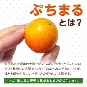種無し金柑　ぷちまる　訳あり　2kg mi0084-0011-3