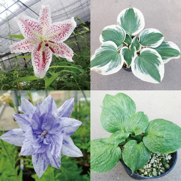 53-03 「路地裏のギボウシ」商品券 20,000円分【植物 希少 品種 多肉植物 利用券 利用チケット 茨城県 阿見町】