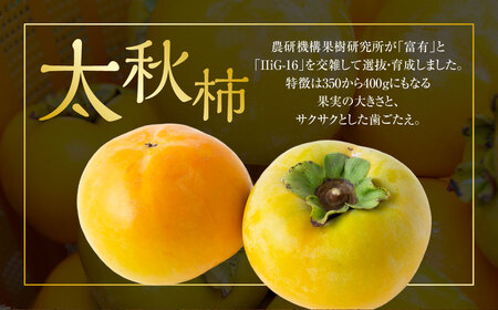 【先行予約】 江藤農園 太秋柿 14玉から17玉 （約5kg） 【2026年10月下旬から11月上旬 出荷予定】