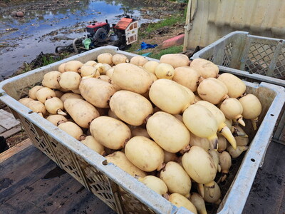 【先行予約】レンコン 4kg ◇ ｜ 収穫仕立て 産地直送 れんこん 蓮根 蓮 甘み シャキシャキ 茨城県 土浦市産 ※2026年9月～発送