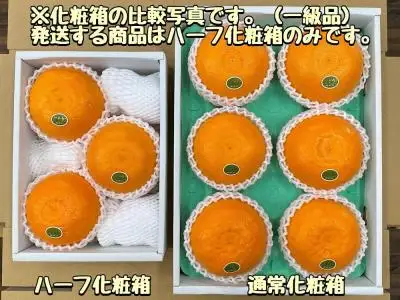 ハーフ 化粧箱 柑橘の大トロ ハウス せとか 厳選 大玉 3玉入 南泰園