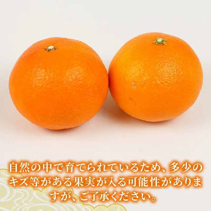 【紅まどんなと同品種】 贈答用 愛果28号 2 ~ 3kg 化粧箱入 矢野青果 先行予約 まどんな B012-171004