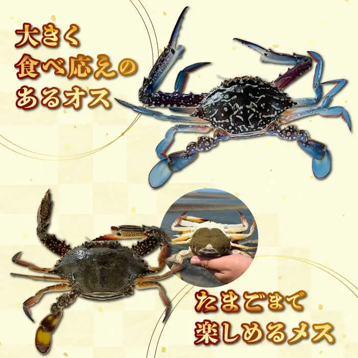 【先行予約】【2026年8月以降順次発送】豊前海産 タイワンガザミ 1kg (4‐7杯前後) オス メス セット ワタリガニ 渡り蟹 [ABCB002] 