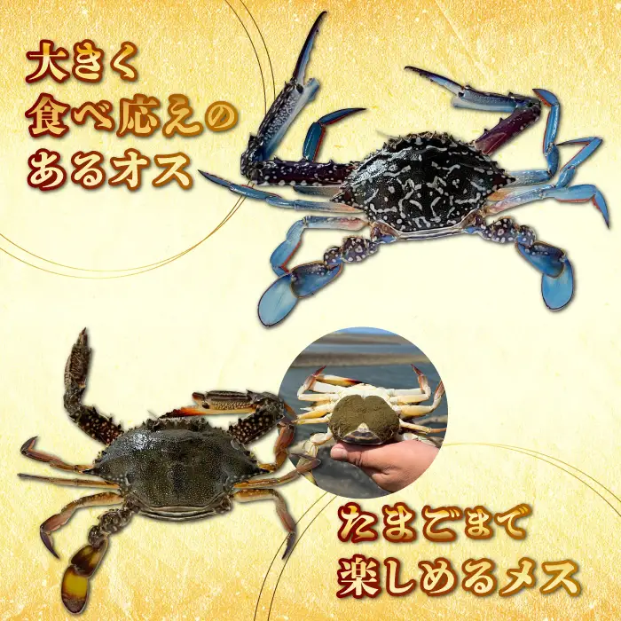 【先行予約】【2026年8月以降順次発送】豊前海産 タイワンガザミ 2kg (8～14杯前後) オス メス セット 《築上町》【明青丸】 ワタリガニ 渡り蟹  [ABCB003] 