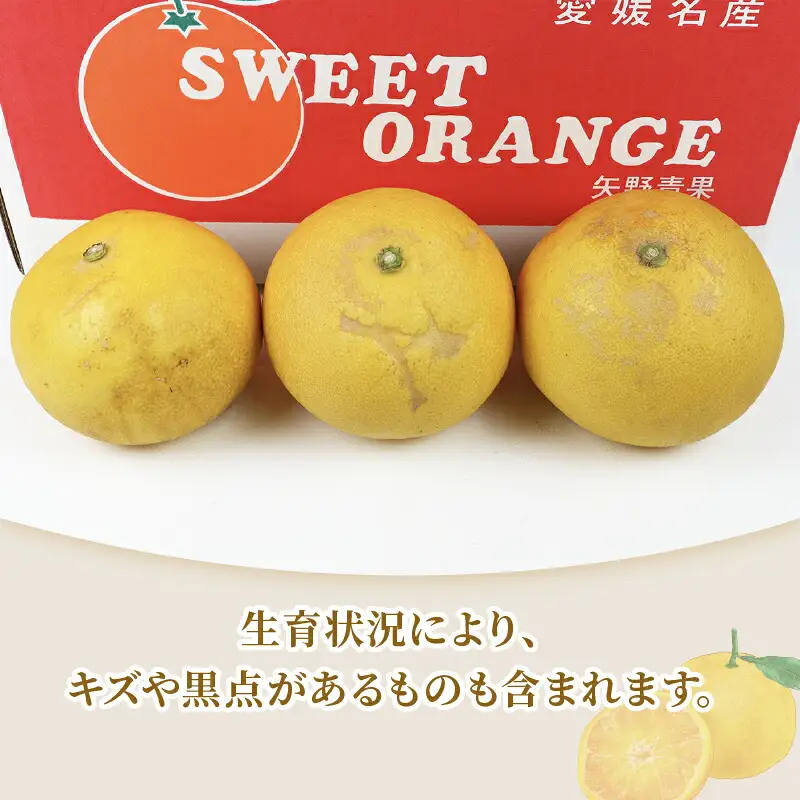 準贈答用 文旦 5kg ！矢野青果 B012-171012