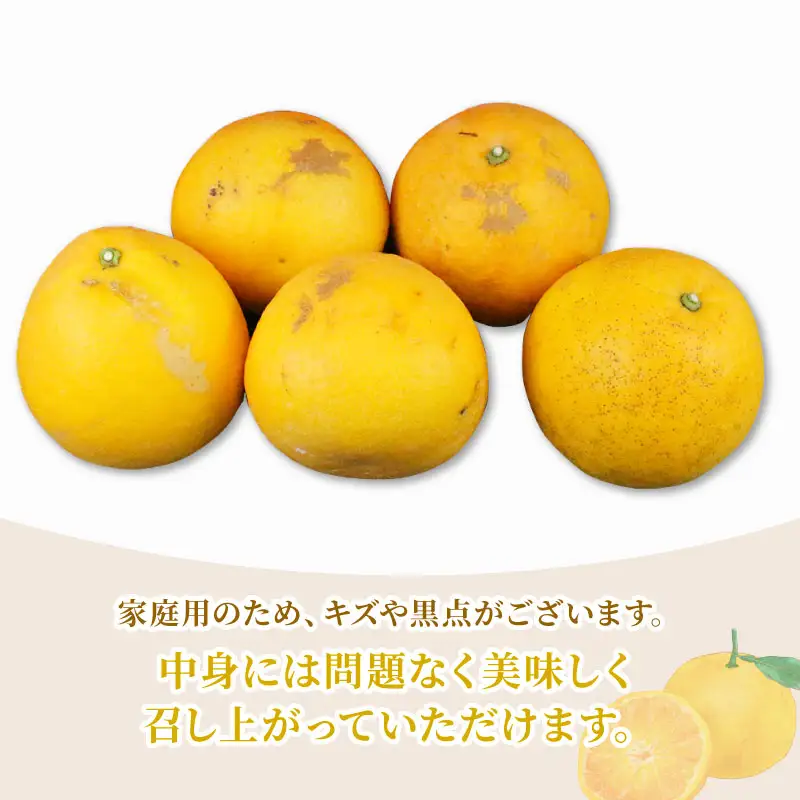 家庭用 河内晩柑 10kg 矢野青果 河内晩柑 B012-171013