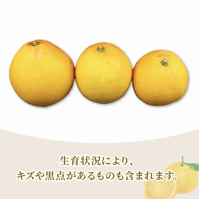 準 贈答用 河内晩柑 5kg 矢野青果 河内晩柑 B012-171014