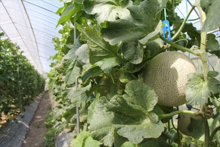 マスクメロン２個セット【北海道・沖縄・離島　配送不可】