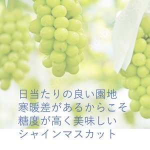 秋田県産シャインマスカット 贈答用 １房【乳酸菌散布】【BARU バイオジャパン吉村株式会社】[B99006]