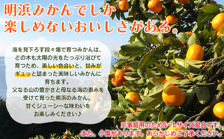 ＜愛媛県明浜産 笑丸みかん（温州みかん）約15kg S～L混合＞ 家庭用 訳あり ワケアリ 果物 くだもの フルーツ ミカン 柑橘 特産品 笑丸 愛媛県 西予市【常温】『2026年11月中旬～2027年1月上旬迄に順次出荷予定』AAN0027