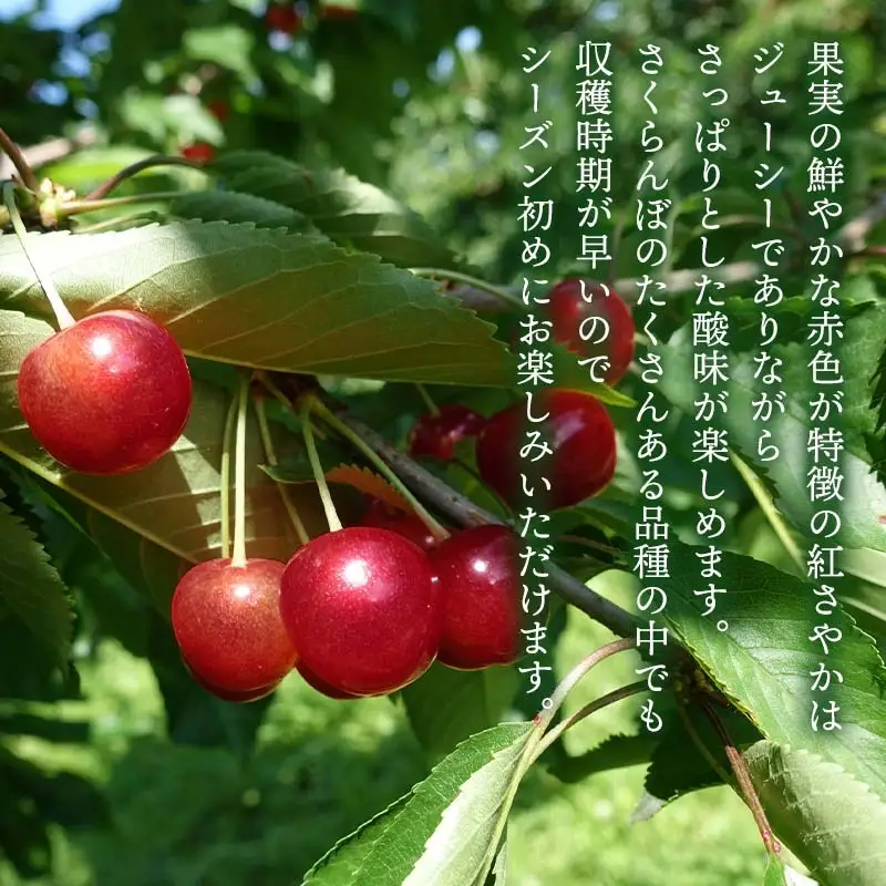 【令和9年産先行予約】こだわりのさくらんぼ「紅さやか」（Lサイズ以上）バラ詰め 1kg（500g×2）いまいのさくらんぼ園　K-958