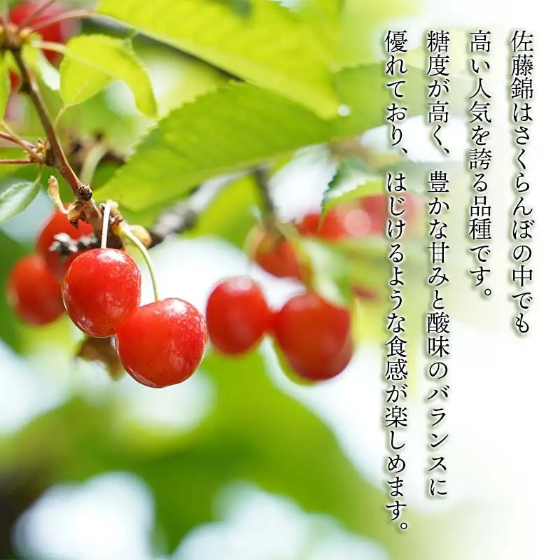 【令和9年産先行予約】こだわりのさくらんぼ「佐藤錦」（Lサイズ以上） バラ詰め 1kg(500g×2)　いまいのさくらんぼ園 K-966