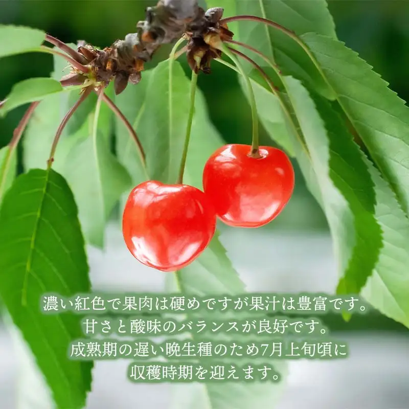 【令和9年産先行予約】こだわりのさくらんぼ「紅てまり」（Lサイズ以上）バラ詰め 500g いまいのさくらんぼ園 K-935
