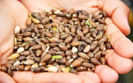 ハトムギ茶 豊後高田産ハトムギ茶(8g×10包)6袋