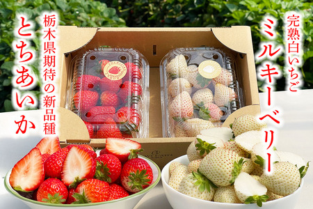 [先行予約] 日光産 とちあいか＆ミルキーベリー 約300g×2パック 計約600g 【2027年1月中旬から順次発送】 [0972]