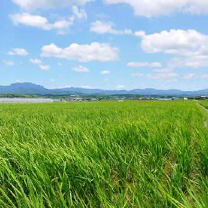 令和8年度産米【6回定期便】菊鹿の米 ヒノヒカリ 5kg【有限会社 あそしな米穀】[ZBI026]