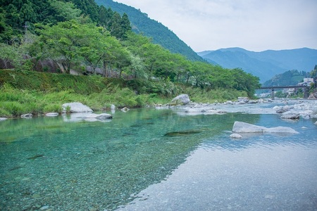 0282401 仁淀川での鮎の友釣り体験【大人1名】