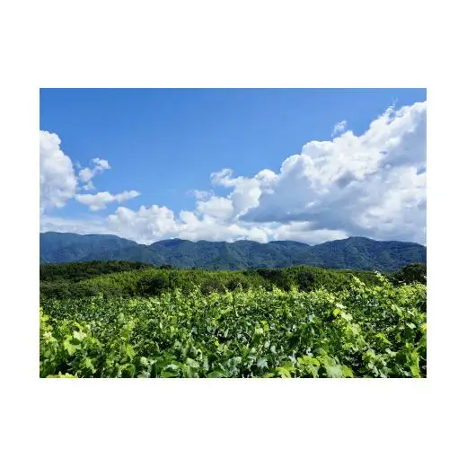 【山梨ワイン】蔵元直送「OLIFANT甲州シュール・リー750ml×2本セット」
