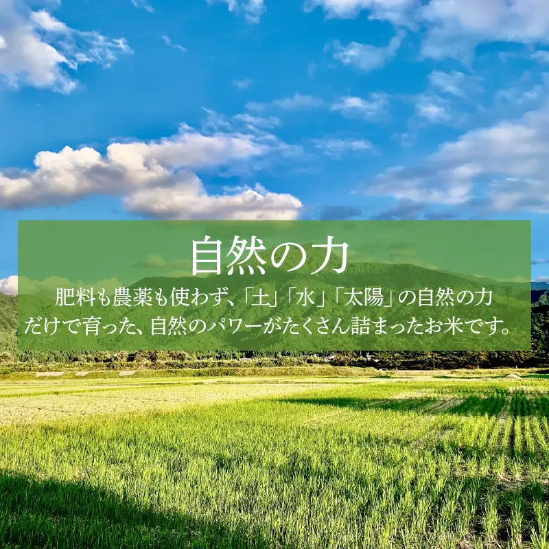 【先行予約】【令和8年産 新米】【定期便6回】伊与衛門農園の自然栽培コシヒカリ玄米 5kg×6回 伊与衛門農園の特別栽培米＜温度と湿度を常時管理し新鮮米を出荷！＞/ 米 自然の力 高品質 鮮度抜群 ブランド米 福井県あわら市産 スマート農業 ※2026年10月下旬以降順次発送 [aw071-j003]