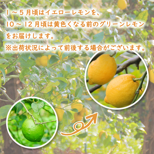 【2026年10月下旬頃から順次発送】 レモン 2kg ( 14?18玉 ) | レモン 檸檬 レモン 数量限定 レモン 愛媛県産 レモン 松山市 【NO0031】