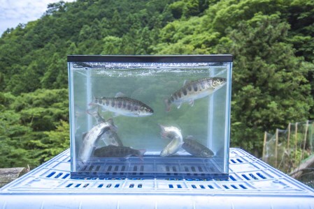 0211701 明神山のふもとの清流育ちのゆず天魚(あまご)　セット