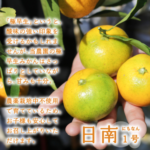 【順次発送中】 極早生 温州みかん 5kg みかん 柑橘 【NO0011】