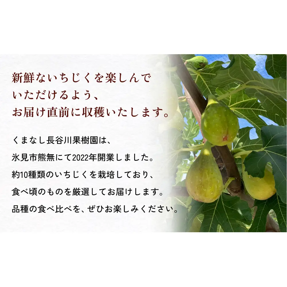 【先行予約】 くまなし長谷川果樹園のいちじく 12個 ＜2026年9月上旬発送予定＞