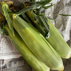 みんな大好きトウモロコシと旬は今！の野菜たち【栃木県産おまかせ新鮮野菜セット・いろいろ詰め合わせ】｜ にんじん オクラ きゅうり じゃがいも トマト 玉ねぎ 大根 枝豆… ※2022年6月～8月頃に順次発送予定◇