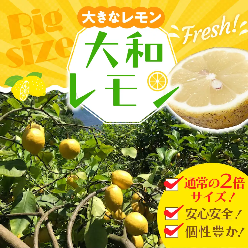【先行受付】【2026年11月～発送】栽培期間中農薬不使用　大和レモン 2.5kg ku044-012-26