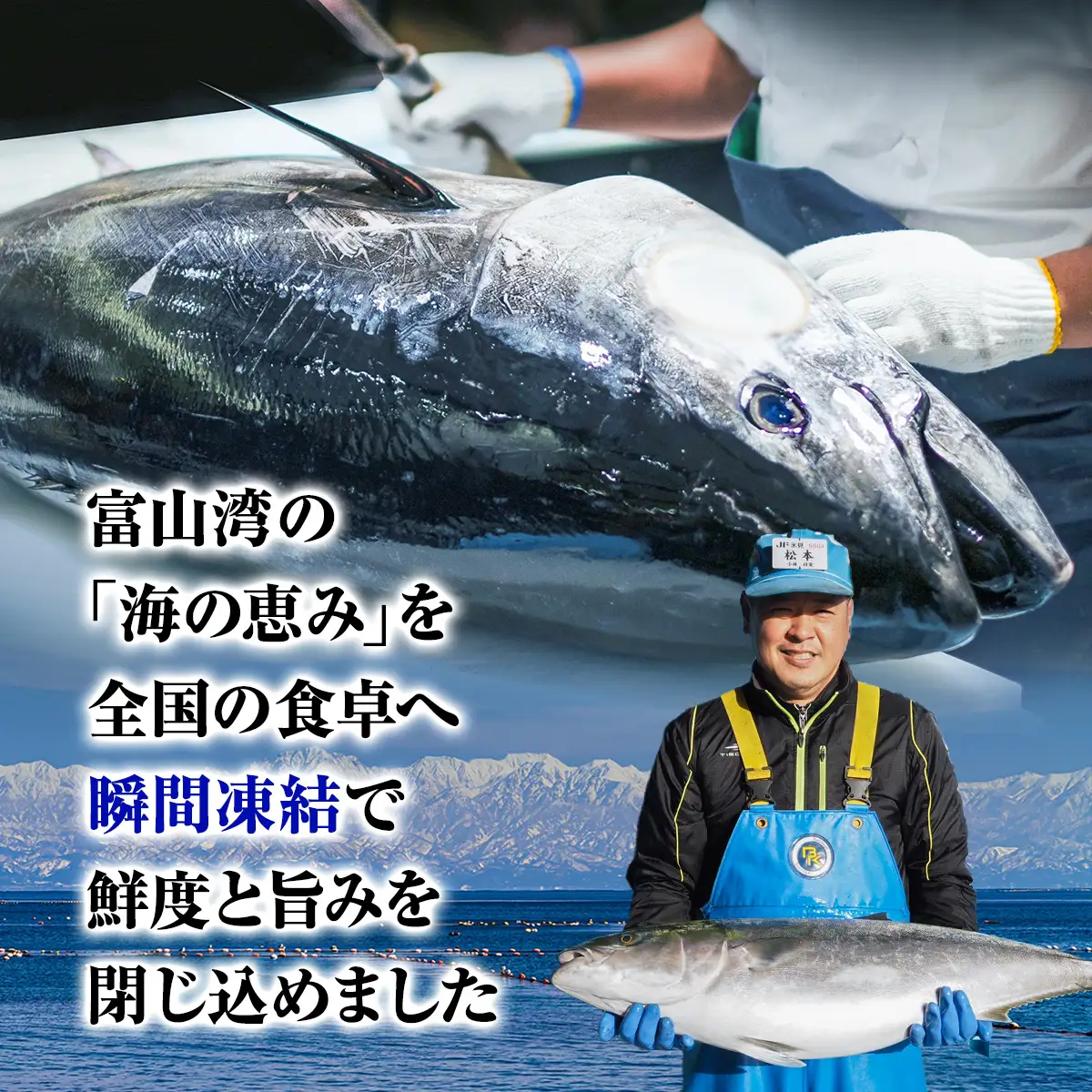 【偶数月 全6回 定期便】氷見漁港 海鮮刺身セット | 詰め合わせ 冷凍 刺身