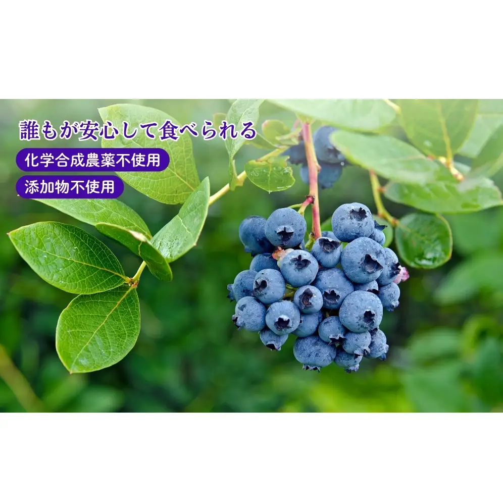 ブルーベリー詰め合わせセット