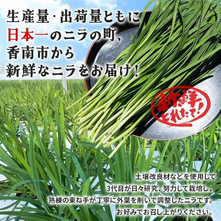 ニラ 1kg 生産量日本一 ニラ  on-0010