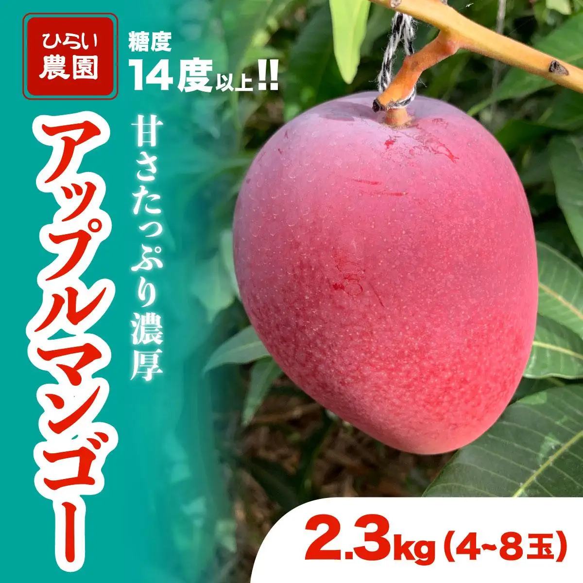 【2027年 先行予約】アップルマンゴー 約2.3kg 
