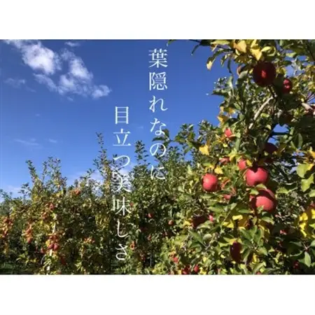園主一押し!味をとことん突き詰めたりんご　葉とらずサンふじ　贈答用　約5kg　蜜入り期待大!_果物・フルーツ りんご  リンゴ 林檎_【1342650】