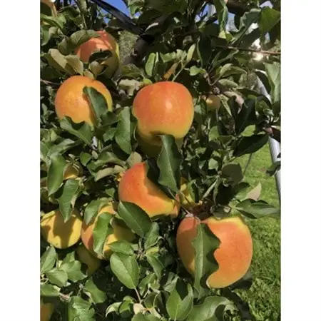 甘くてシャキシャキ!　青森県産りんご　ぐんま名月　贈答用　約5kg　蜜入りも!_果物・フルーツ りんご  リンゴ 林檎_【1342668】