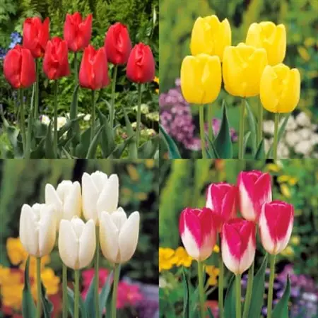 チューリップ球根(20球)_花・観葉植物  花 _【1145174】