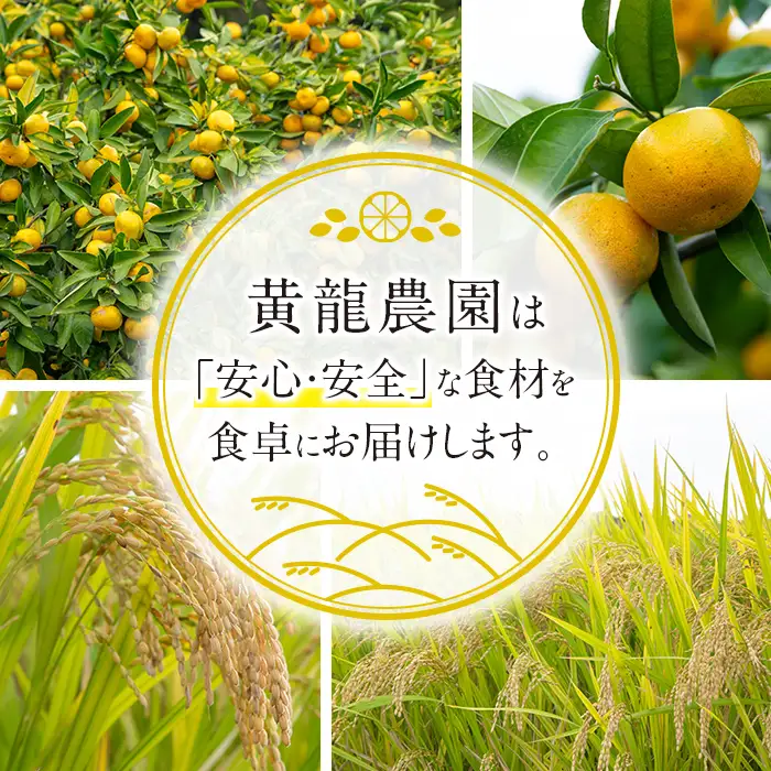 i871 ＜先行予約受付中！2026年10月下旬~11月下旬の間に発送予定＞ クロレラ みかん （温州みかん・9kg＋傷み保証1kg) ミカン みかん クロレラ 健康食品 温州みかん くだもの 果物 【黄龍農園】