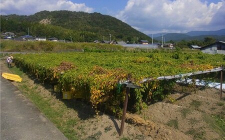 『令和6年産 自然薯』　約2.2kg