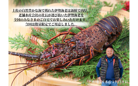 数量限定 ！ 伊勢海老　600g前後 （1～3尾）《 カネアリ水産 》 