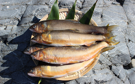 球磨川の天然鮎 (子持ち) 1kg FKP9-526