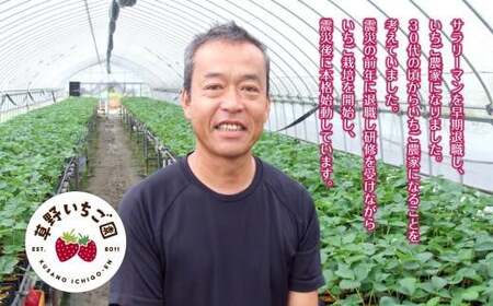 訳あり　いわき市産いちご　草野いちご園のいちごの詰め合わせ1kg（250g×4P）（中身はお任せ） | 苺 イチゴ ストロベリー strawberry 青果 生果 果物 くだもの フルーツ 旬 産地直送 春季 冬季 いわき市産 福島県産 福島県産限定品種 オリジナル品種 ふくはるか | BB032