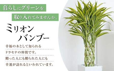 観葉植物 萬年竹（ミリオンバンブー） ロングスクエア陶器鉢植え（80～100cm前後） / 室内観葉植物 インテリア ロングスクエア 大型 おしゃれ 鉢植え / 大村市 /琴花園 [ACYK005]