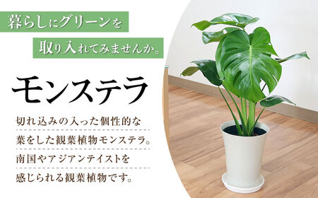観葉植物 モンステラ [ACYK011]モンステラ 観葉植物