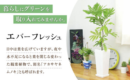 観葉植物 エバーフレッシュ ネムノキ スクエア 陶器鉢 角型  / 観葉 植物 インテリア おしゃれ プレゼント / 大村市 /琴花園[ACYK019]