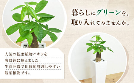 観葉植物パキラ 角型 観葉植物 [ACYK022]