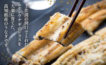 【6カ月定期便】高知県産鰻の白焼き 2尾(150～180ｇ) 合計12尾 特大サイズ【白焼き 国産 白焼き鰻 蒲焼きタレ付き 白焼き レシピ付き 白焼き 特大 白焼き】 Wyw-0075