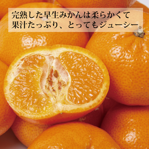 上村農園 訳あり 完熟早生みかん 青秀 SS-LLサイズ 10kg