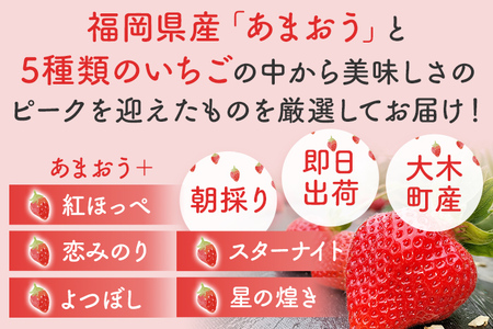 あまおうと旬のいちごの食べ比べセット 約300g×2パック 紅ほっぺ 恋みのり よつぼし スターナイト 星の煌き おすすめ 福岡県 大木町 BO002【2025年12月下旬～2026年4月末頃にかけて順次出荷予定】